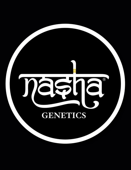 Auto Blue Zkittlez Samen von Nasha Genetics 🍬 Süßer Geschmack