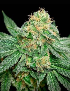 Cookies OG Seeds (Nasha Genetics) 🍪 Hoher Ertrag