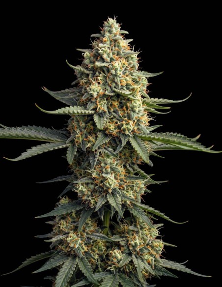 Haze Auto Samen (Bulk Legacy) 💥 Starke Wirkung