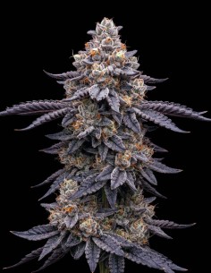 Blue Dream Seeds (Bulk Legacy) ✨ Daytime Lift