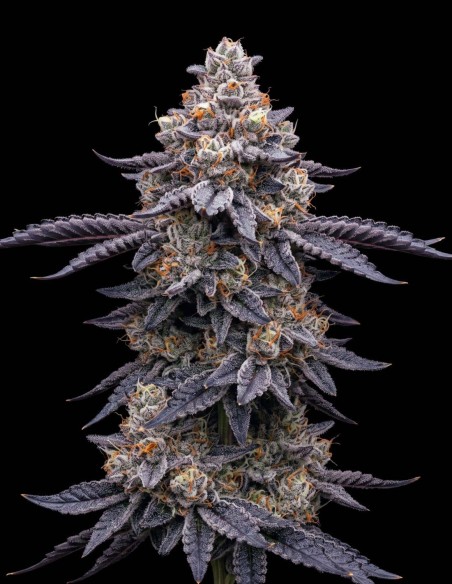 Blue Dream Seeds (Bulk Legacy) ✨ Daytime Lift