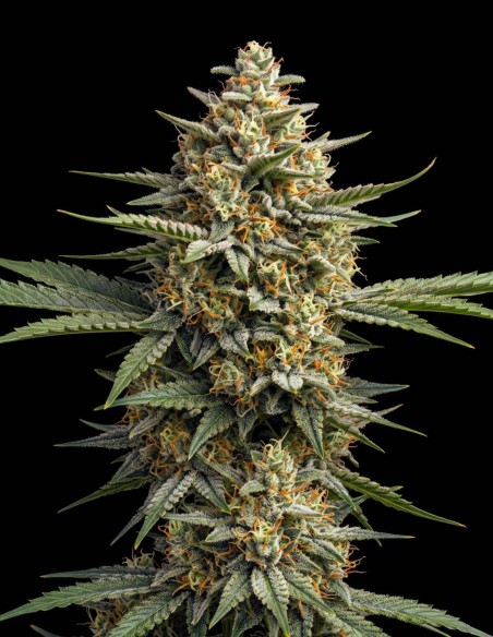 Durban Poison Seeds (Bulk Legacy) ⚡ Pure Sativa