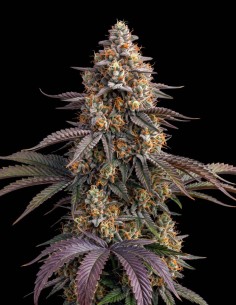 Big Bud Seeds (Bulk Legacy) 🌿 Massive Yields