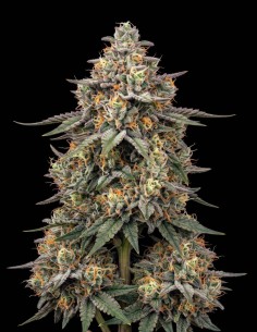 Hindu Kush Seeds (Bulk Legacy) 🌿 Deep Relaxing