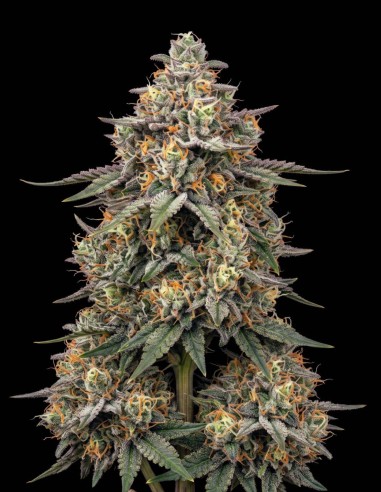 Hindu Kush Seeds (Bulk Legacy) 🌿 Deep Relaxing