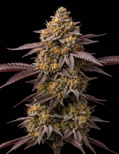 Nicole Kush Seeds (Bulk Legacy) 🌜 Deep Relaxing