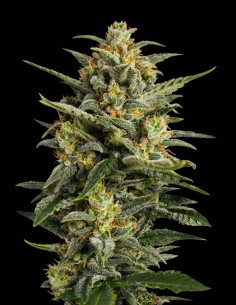 Cheese XXL Fast Version Seeds (Bulk Legacy) 🌿 Hohe Erträge