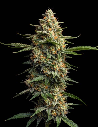 Lemon Kush Seeds (Bulk Legacy) 🍋 Creative Evening Lift