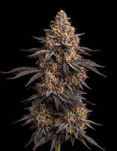 Lavender Seeds (Bulk Legacy) 🌸 Sweet Floral Power