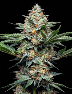 Early Skunk Fast Version Samen (Bulk Legacy) 🌿 Hohe Erträge