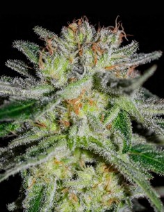Northern Light Blue Early Version Seeds ⚡ (Delicious Seeds)