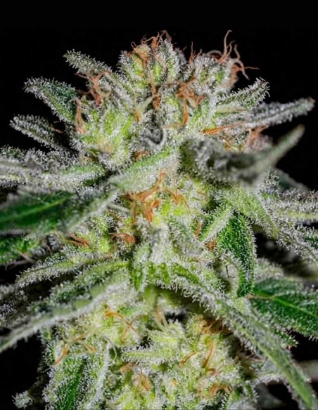 Northern Light Blue Early Version Seeds ⚡ (Delicious Seeds)