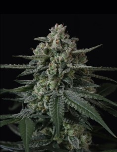 Banana Frost Auto Samen (FastBuds Seeds) 🍌 Hoher THC-Gehalt