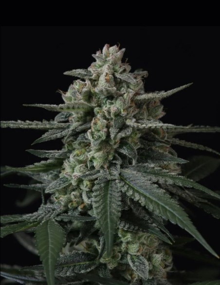 Banana Frost Auto Samen (FastBuds Seeds) 🍌 Hoher THC-Gehalt
