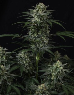 Banana Frost Auto Samen (FastBuds Seeds) 🍌 Hoher THC-Gehalt 2
