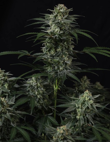 Banana Frost Auto Samen (FastBuds Seeds) 🍌 Hoher THC-Gehalt