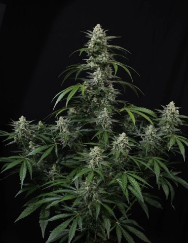 Banana Frost Auto Samen (FastBuds Seeds) 🍌 Hoher THC-Gehalt