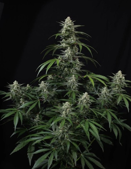 Banana Frost Auto Samen (FastBuds Seeds) 🍌 Hoher THC-Gehalt