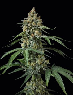 Banana Cherry Cookies Auto Samen (FastBuds Seeds) 🍒 Süßer Geschmack