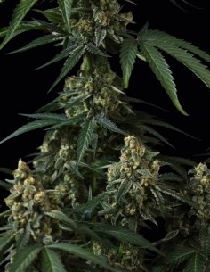 Banana Cherry Cookies Auto Samen (FastBuds Seeds) 🍒 Süßer Geschmack 2