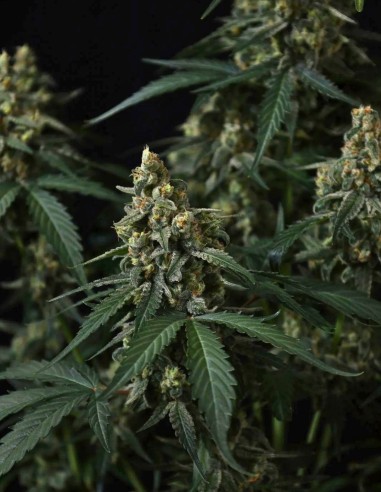 Banana Cherry Cookies Auto Samen (FastBuds Seeds) 🍒 Süßer Geschmack