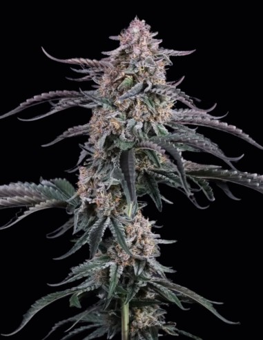 Mendo Cherry Cookies Auto Seeds (FastBuds) 💥 High THC
