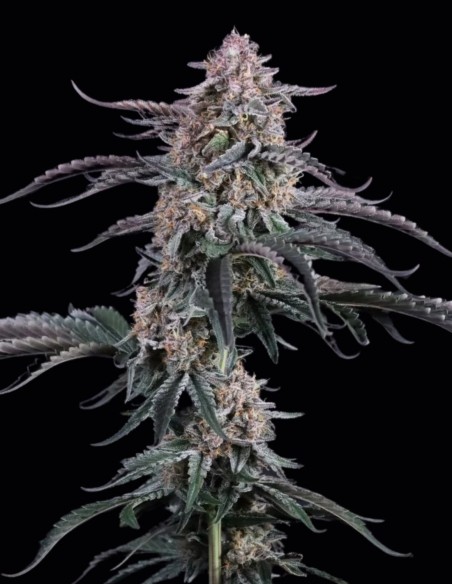Mendo Cherry Cookies Auto Seeds (FastBuds) 💥 High THC