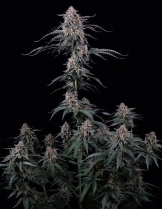 Mendo Cherry Cookies Auto Seeds (FastBuds) 💥 High THC 2