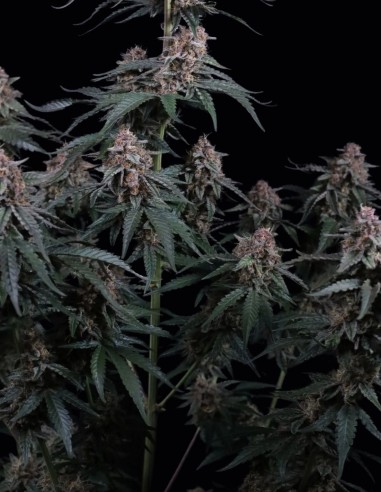 Mendo Cherry Cookies Auto Seeds (FastBuds) 💥 High THC