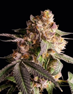 Semillas Slurricane Cookies (Dutch Passion Seeds) 💥 Alto THC