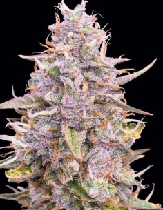 Semillas Auto Frozen Biscotti (Dutch Passion Seeds) 🌿 Cosechas XL