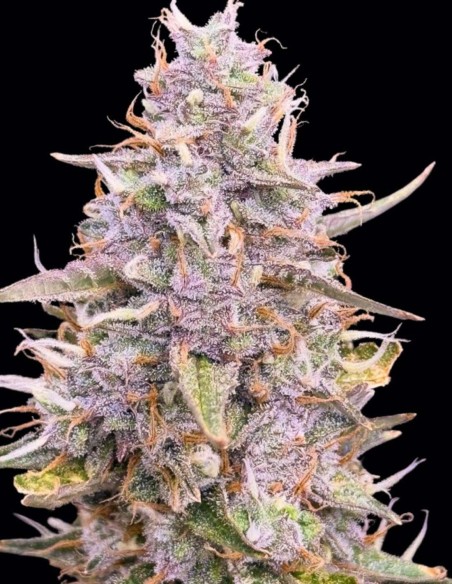 Semillas Auto Frozen Biscotti (Dutch Passion Seeds) 🌿 Cosechas XL