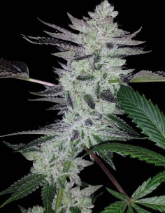 Semillas Deliquent OG (BC Bud Depot) 🔥 Aroma a diésel