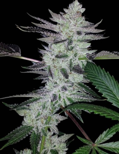Semillas Deliquent OG (BC Bud Depot) 🔥 Aroma a diésel