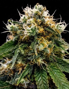 Semillas Honey OG (BC Bud Depot) 💥 Hasta un 28% de THC