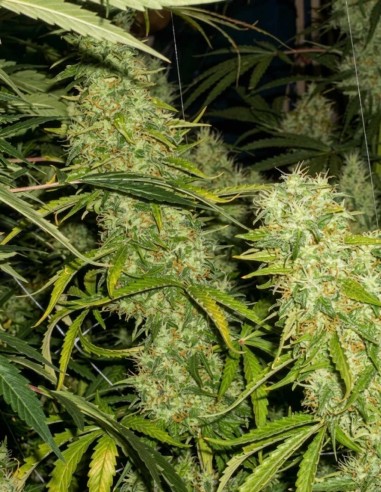Semillas Skunk x Northern Lights (BC Bud Depot) 🌿 Sabor Skunk
