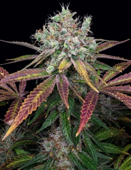 Semillas Super Lemon Jack (BC Bud Depot) 🍋 Grandes cogollos
