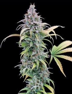 Semillas Thai Herer 99 (Brothers Grimm Seeds) 🌶️ Aroma especiado