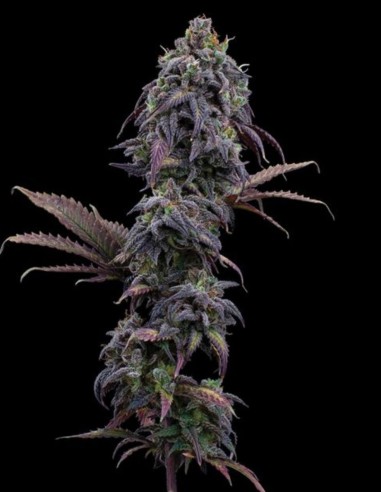 Princess Haze Seeds (Brothers Grimm Seeds) 💥 High THC
