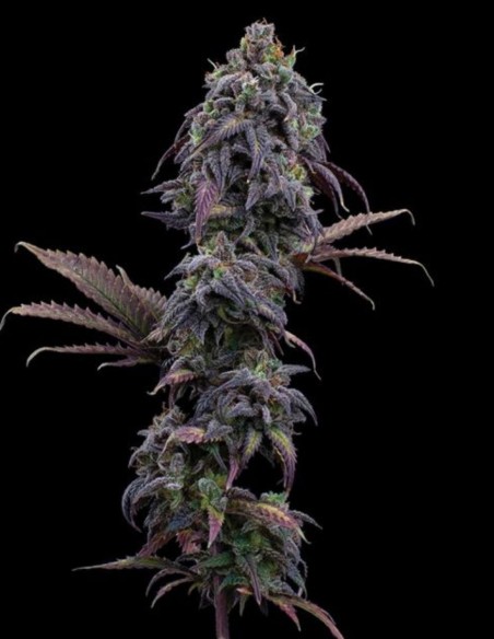 Princess Haze Seeds (Brothers Grimm Seeds) 💥 High THC