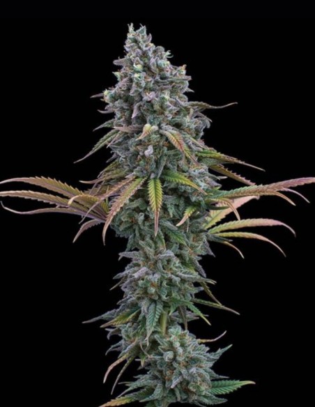 Semi Space Queen (Brothers Grimm Seeds) 🪐 High creativo