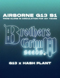 Semi Airborne G13 S1 (Brothers Grimm Seeds) 🌿 Resinosi