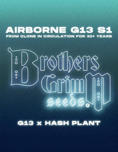 Semi Airborne G13 S1 (Brothers Grimm Seeds) 🌿 Resinosi