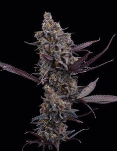 Semi Cinderella Pineapple (Brothers Grimm Seeds) 🍍 Veloce