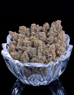 Semi Cinderella Pineapple (Brothers Grimm Seeds) 🍍 Veloce 2