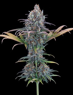 Cinderella Purple Seeds (Brothers Grimm Seeds) 🌸 Floral