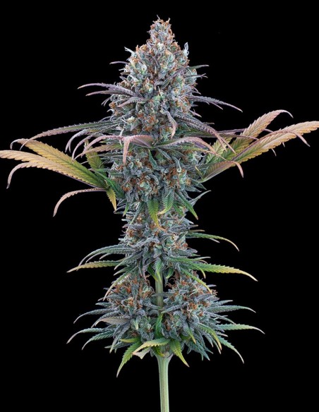 Cinderella Purple Seeds (Brothers Grimm Seeds) 🌸 Floral