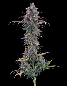 Cinderella Purple Seeds (Brothers Grimm Seeds) 🌸 Floral 2