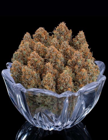 Cinderella Purple Seeds (Brothers Grimm Seeds) 🌸 Floral