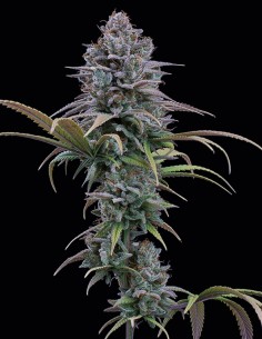 Grimm Glue Seeds (Brothers Grimm Seeds) 🌿 Heavy Yields